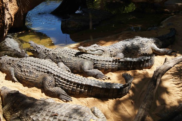 День дикой природы