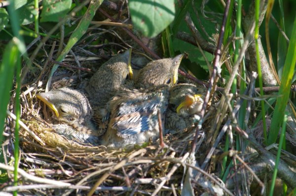 Уссурийская Тайга животные