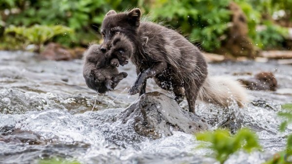 Панда эмблема Всемирного фонда дикой природы