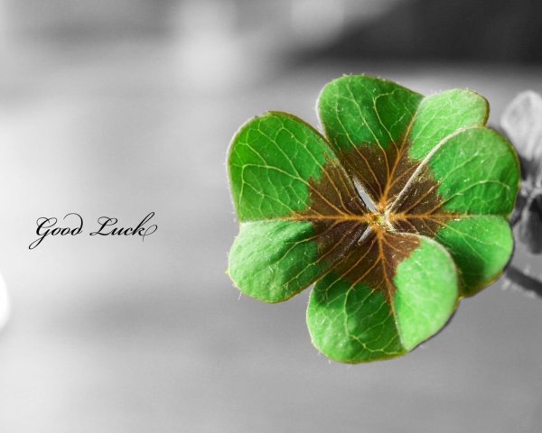 Четырехлистник бархат