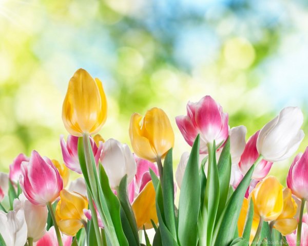 Прекрасного весеннего дня