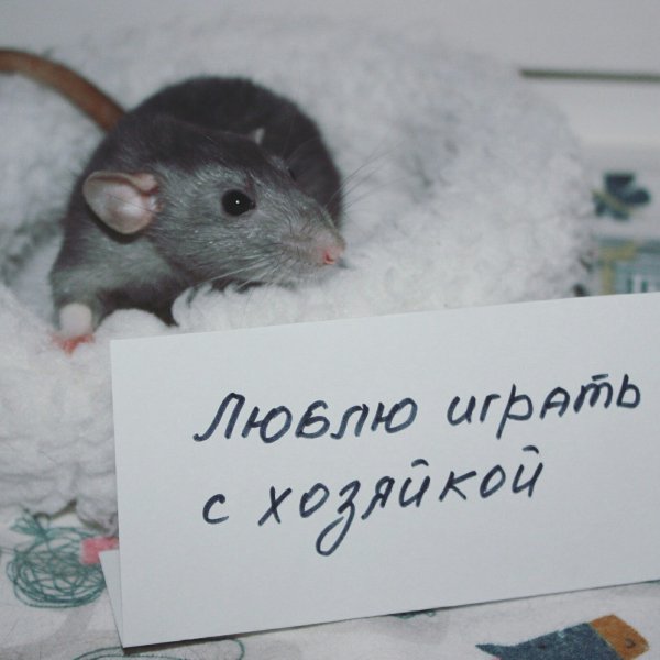 С праздником крысы