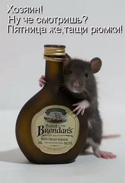 Крыса прикол