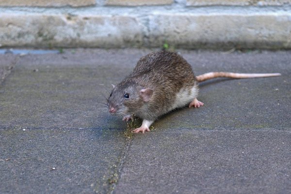 Rat in Tailcoat