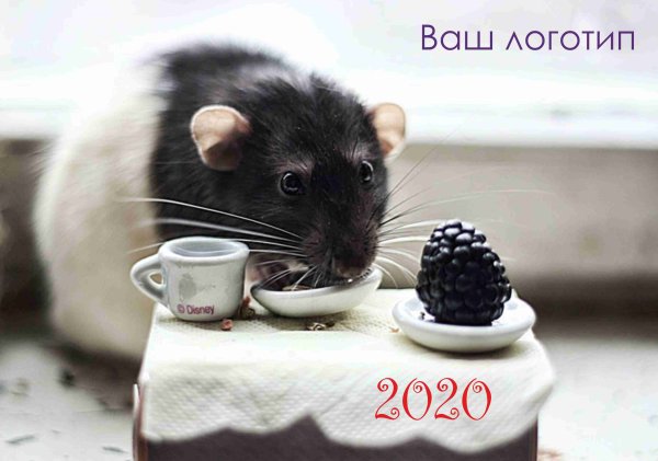 Милые крыски