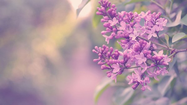 Именины Галины