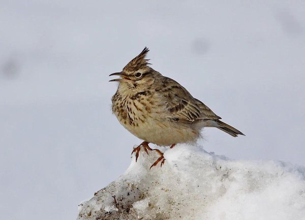 Жаворонок птица