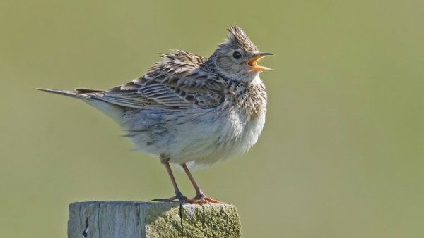 Жаворонок утром