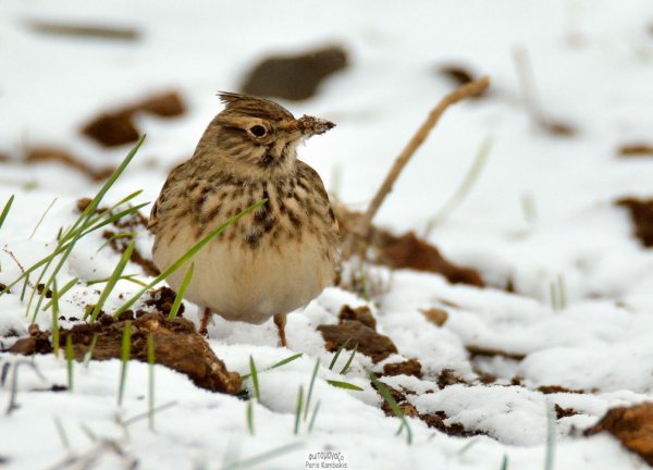 Жаворонок Лесной Lullula Arborea