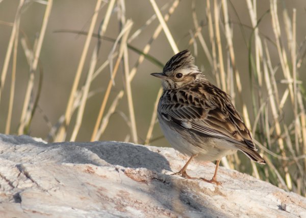 Бурошапочный Жаворонок