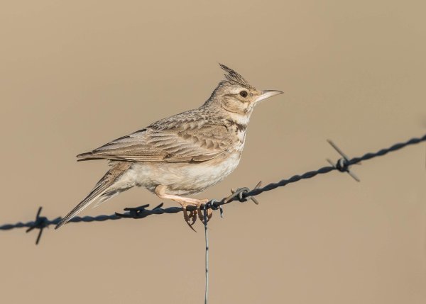 Полевой Жаворонок