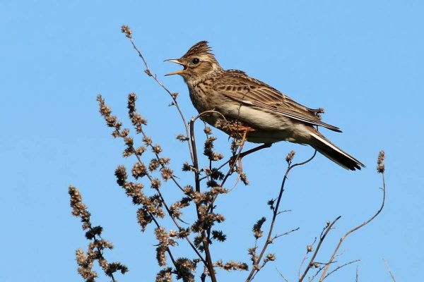 Жаворонок в природе