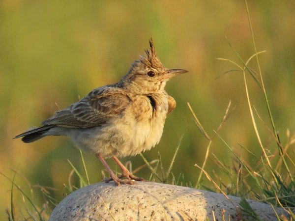 Хохлатый Жаворонок Перелетная