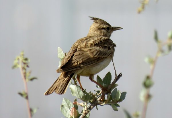 Жаворонок птица самец и самка