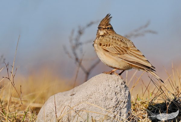 Хохлатый Жаворонок Сайкса