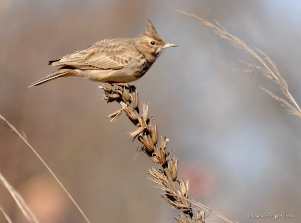 Обыкновенный полевой Жаворонок