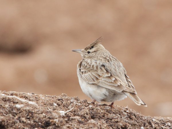 Малый вьюрковый Жаворонок