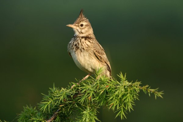 Полевой Жаворонок