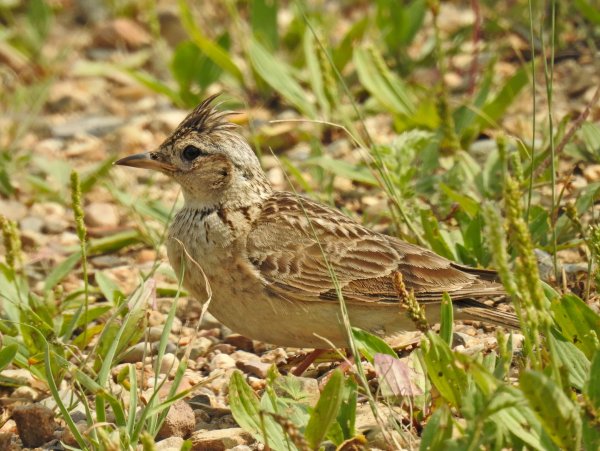 Полевой Жаворонок