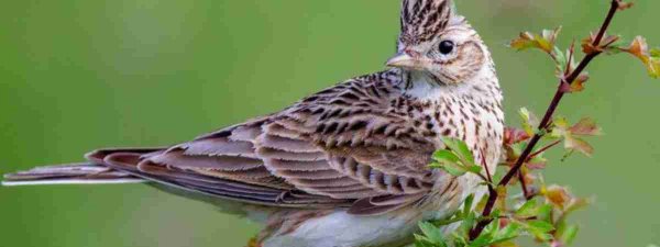 Жаворонок птица пение