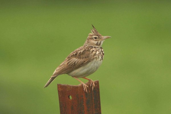 Соловей весной