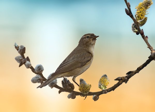 Обыкновенный полевой Жаворонок