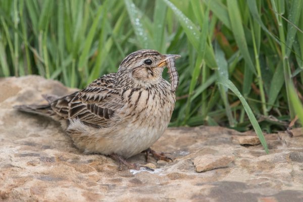 Хохлатый Жаворонок