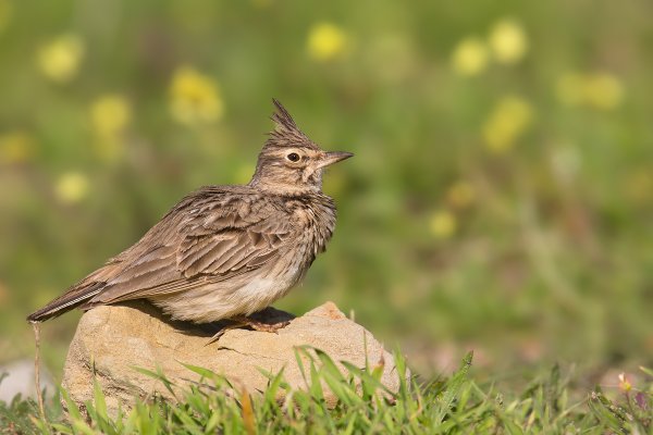 Жаворонок хохлатый (Galerida cristata)
