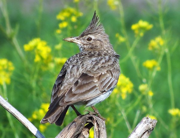 Жаворонок в поле