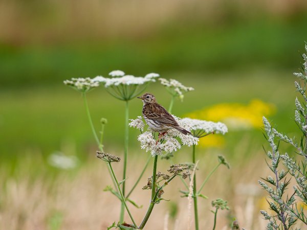 Жаворонок Чайковский