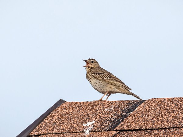 Птица хохлатый Жаворонок