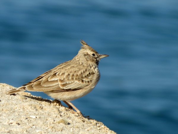 Жаворонок на белом фоне