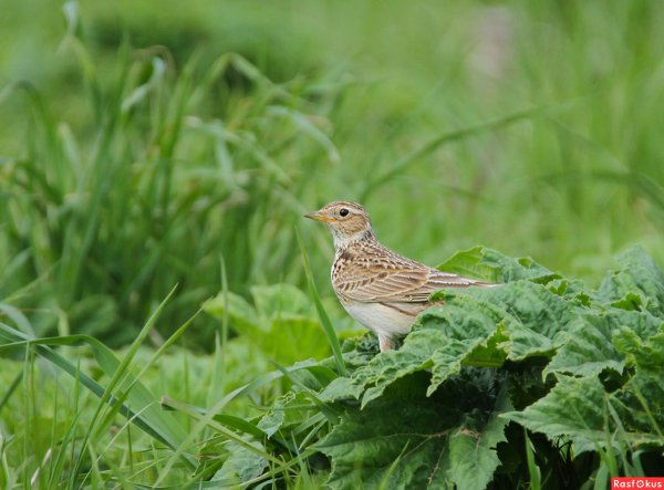 Полевой Жаворонок Перелетная