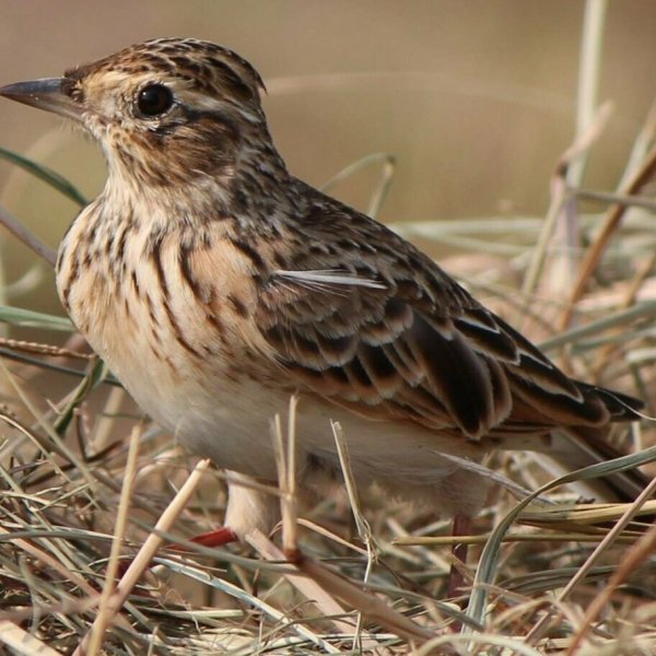 Лесной Жаворонок Юла