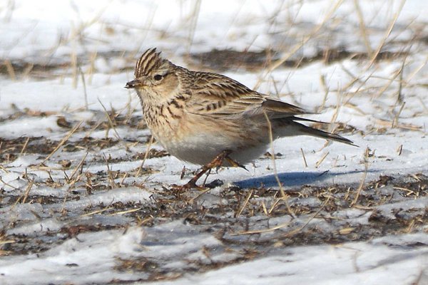 Хохлатый Жаворонок цветок