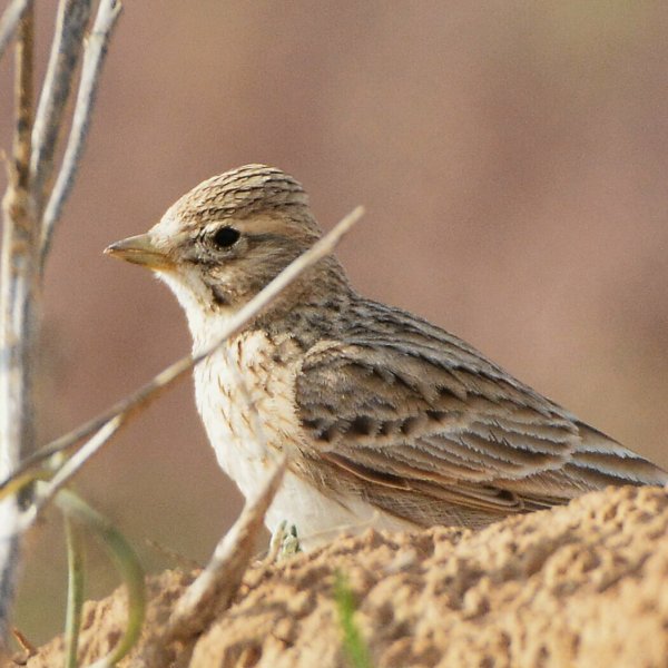 Жаворонок зимует