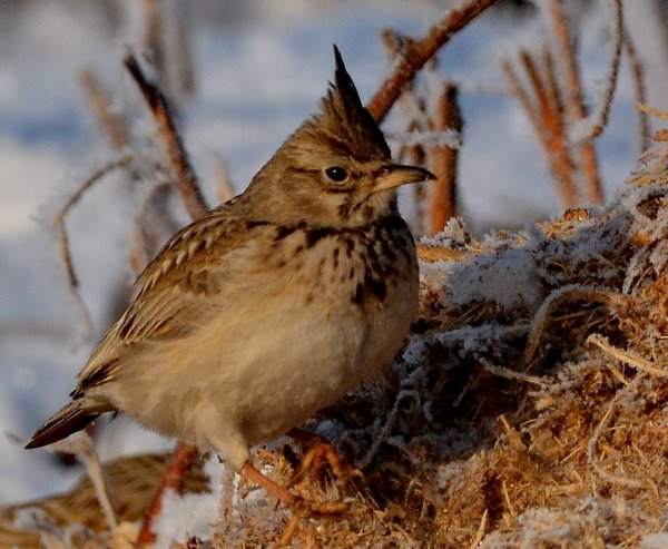 Лесной Жаворонок