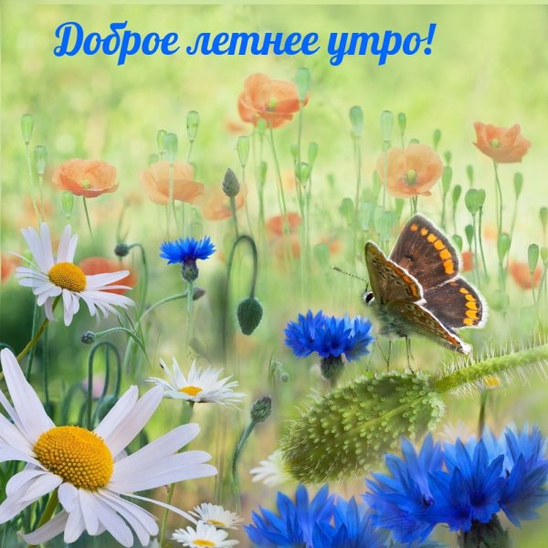 Доброго летнего утра и отличного настроения