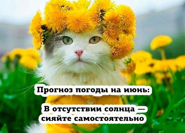 Веселые котики для поднятия настроения