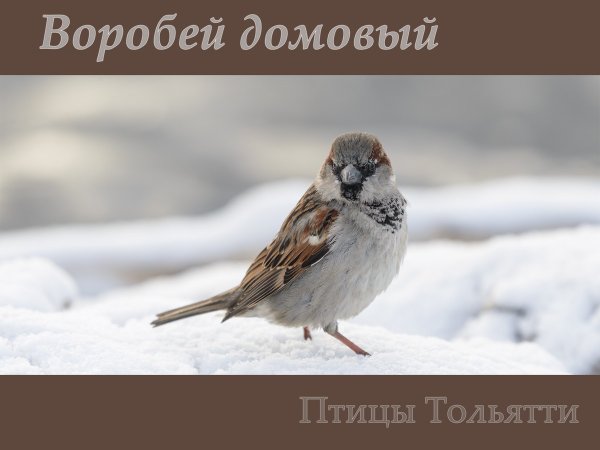Всемирный день воробья