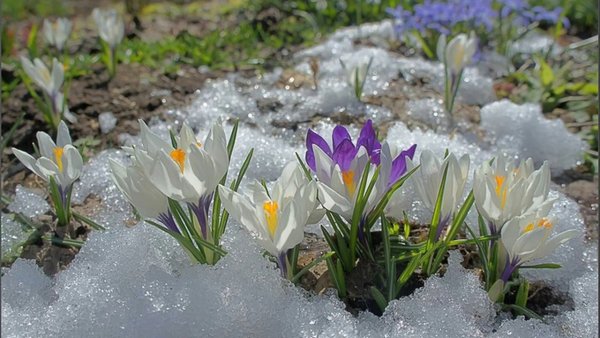 Пролески и подснежники