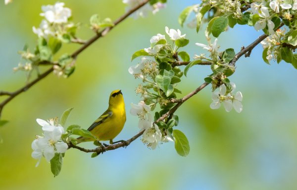 Живая природа весной