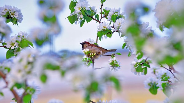 Природа оживает весной