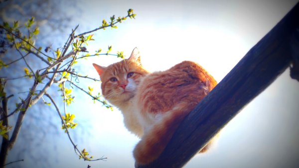 Кот Весна солнце