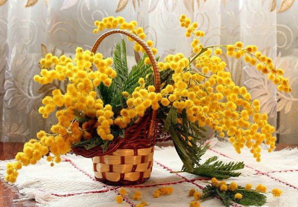 Мимоза цветок на 8 марта