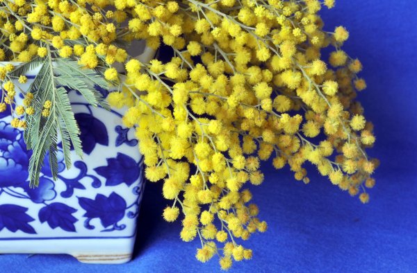Mimosa scabrella
