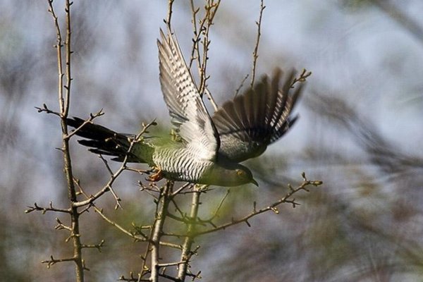 24 Марта Заря Кукушка