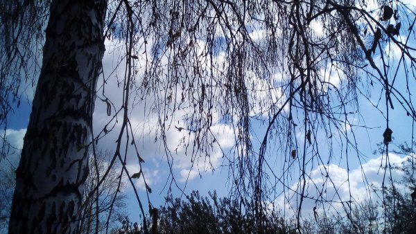 Береза в непогоду