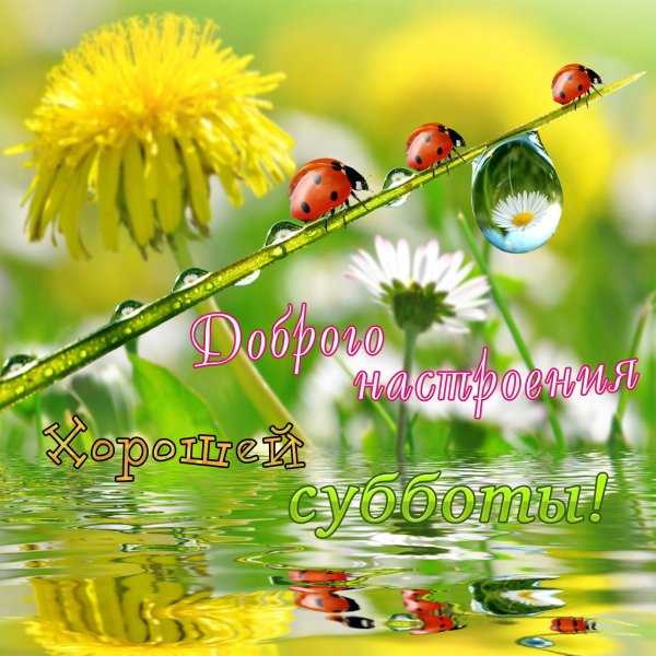 Открытки солнечных выходных