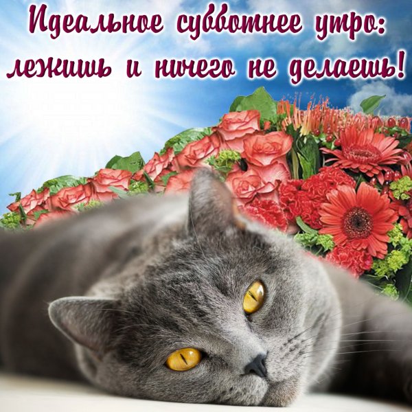 Открытки с добрым утром прикольные